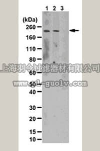 merck millipore,默克密理博,ABS107,Anti-phospho-LRRK2 (Thr1503) Antibody