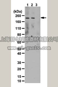 merck millipore,默克密理博,ABS108,Anti-phospho-LRRK2 (Tyr1491) Antibody