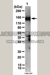 merck millipore,默克密理博,ABS10,Anti-SHIP Antibody