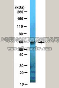 merck millipore,默克密理博,ABS111,Anti-Fidgetin Antibody