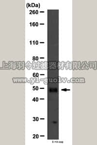 merck millipore,默克密理博,ABS14,Anti-PKA RII Beta Antibody