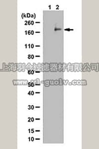 merck millipore,默克密理博,ABS150,Anti-phospho-PDGFRα (Tyr754) Antibody