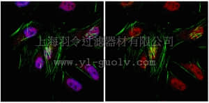 merck millipore,默克密理博,ABS157,Anti-SKAR Antibody