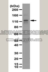 merck millipore,默克密理博,ABS158,Anti-BubR1 Antibody