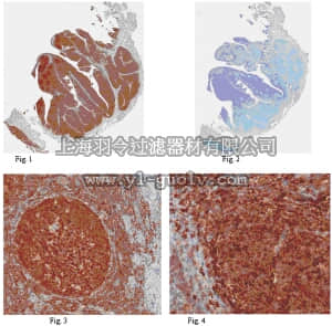 merck millipore,默克密理博,ABS159,Anti-HPK1 Antibody
