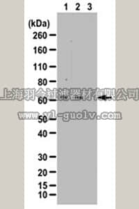 merck millipore,默克密理博,ABS160,Anti-phospho-MKK4 Antibody (Ser257/Thr261)