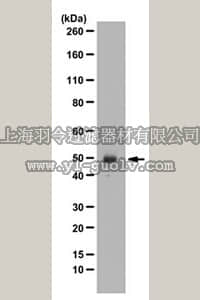 merck millipore,默克密理博,ABS162,Anti-Apolipoprotein H Antibody