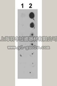 merck millipore,默克密理博,ABS173,Anti-phospho-RalB Antibody (Ser198)