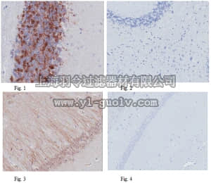 merck millipore,默克密理博,ABS179,Anti-ADAP1 Antibody