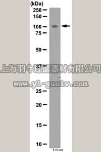 merck millipore,默克密理博,ABS180,Anti-PDE4B1 Antibody