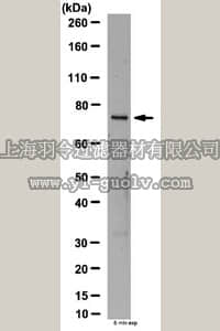 merck millipore,默克密理博,ABS181,Anti-PDE4B2 Antibody