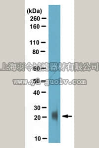 merck millipore,默克密理博,ABS184,Anti-AMPylated Tyrosine Antibody