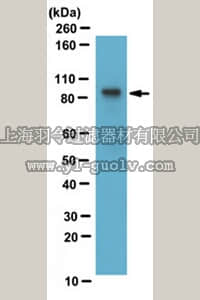merck millipore,默克密理博,ABS190,Anti-PIP5K-Type 1 gamma Antibody