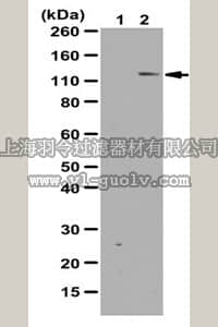 merck millipore,默克密理博,ABS192,Anti-phospho-SRPK2 (Ser497) Antibody