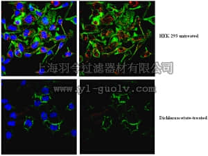 merck millipore,默克密理博,ABS194,Anti-phospho PDHE1-A type I (Ser300) Antibody