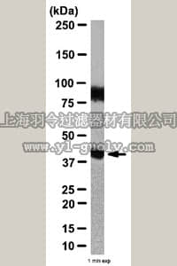merck millipore,默克密理博,ABS196,Anti-Haptoglobin-Related Protein Antibody