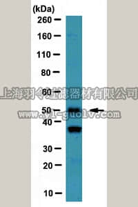 merck millipore,默克密理博,ABS198,Anti-Spred-2 Antibody