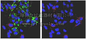 merck millipore,默克密理博,ABS204,Anti-phospho-PDHE1-A type I (Ser293) Antibody
