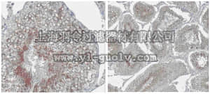 merck millipore,默克密理博,ABS205,Anti-STK33 Antibody