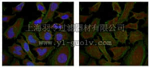 merck millipore,默克密理博,ABS208,Anti-p115 RhoGEF Antibody