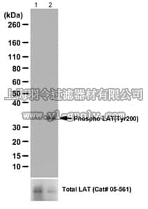 merck millipore,默克密理博,ABS217,Anti-phospho-LAT Antibody