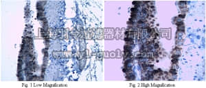 merck millipore,默克密理博,ABS21,Anti-Surfactant Protein B Antibody