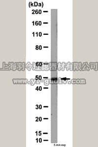 merck millipore,默克密理博,ABS222,Anti-DEPTOR Antibody