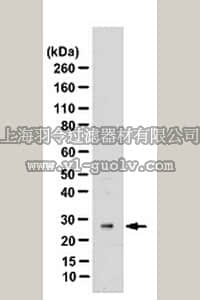 merck millipore,默克密理博,ABS223,Anti-RAS-Related protein Ral-A Antibody