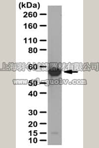 merck millipore,默克密理博,ABS227,Anti-FKBP5 Antibody