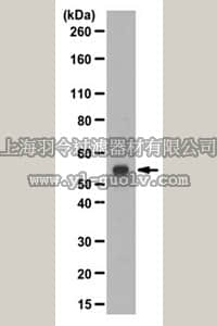 merck millipore,默克密理博,ABS228,Anti-Glucose-6-Phosphate Dehydrogenase Antibody