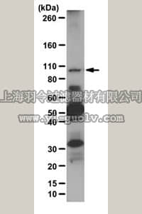merck millipore,默克密理博,ABS229,Anti-HMG-CoA reductase Antibody