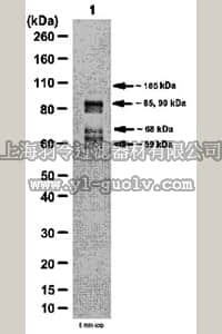 merck millipore,默克密理博,ABS22,Anti-PDE4D Antibody