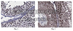 merck millipore,默克密理博,ABS231,Anti-Goosecoid 2 Antibody