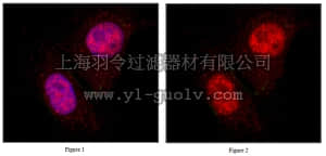 merck millipore,默克密理博,ABS232,Anti-MIXL1 Antibody