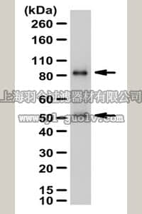 merck millipore,默克密理博,ABS233,Anti-PI3 Kinase p85 Antibody, N-SH2 domain