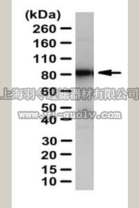 merck millipore,默克密理博,ABS234,Anti-PI3 Kinase Antibody, p85