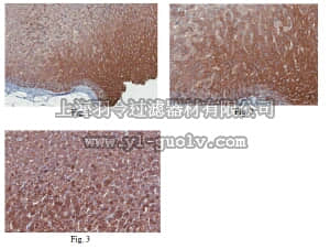 merck millipore,默克密理博,ABS235,Anti-Cytochrome P450 (scc) Antibody, a.a. 421-441
