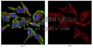 merck millipore,默克密理博,ABS245,Anti-PKM2 Antibody