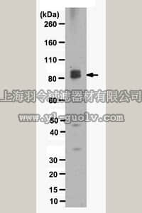 merck millipore,默克密理博,ABS26,Anti-MNBH Antibody