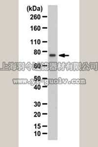 merck millipore,默克密理博,ABS281,Anti-eIF4B Antibody