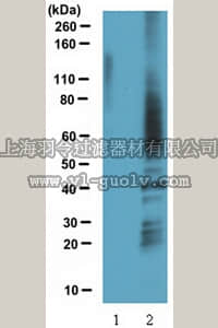 merck millipore,默克密理博,ABS30,Anti-Sulfenic Acid Modified Cysteine (2-Thiodimedone-Specific Ig) Antibody