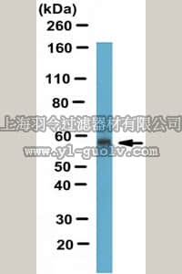 merck millipore,默克密理博,ABS310,Anti-hCE-1 Antibody