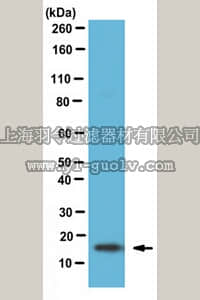 merck millipore,默克密理博,ABS312,Anti-Fatty-acid binding protein 5 Antibody