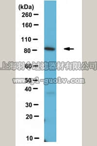 merck millipore,默克密理博,ABS314,Anti-APPL1 Antibody
