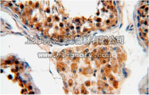 merck millipore,默克密理博,ABS373,Anti-FKBPL Antibody