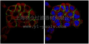 merck millipore,默克密理博,ABS374,Anti-ITPA Antibody