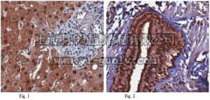 merck millipore,默克密理博,ABS376,Anti-MAT1A Antibody