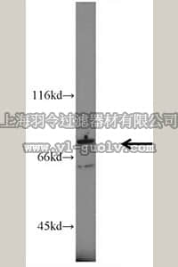 merck millipore,默克密理博,ABS378,Anti-RIPK1 Antibody
