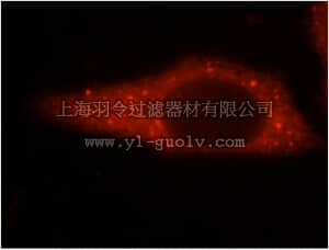 merck millipore,默克密理博,ABS379,Anti-GARS Antibody