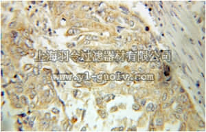 merck millipore,默克密理博,ABS380,Anti-TPMT Antibody